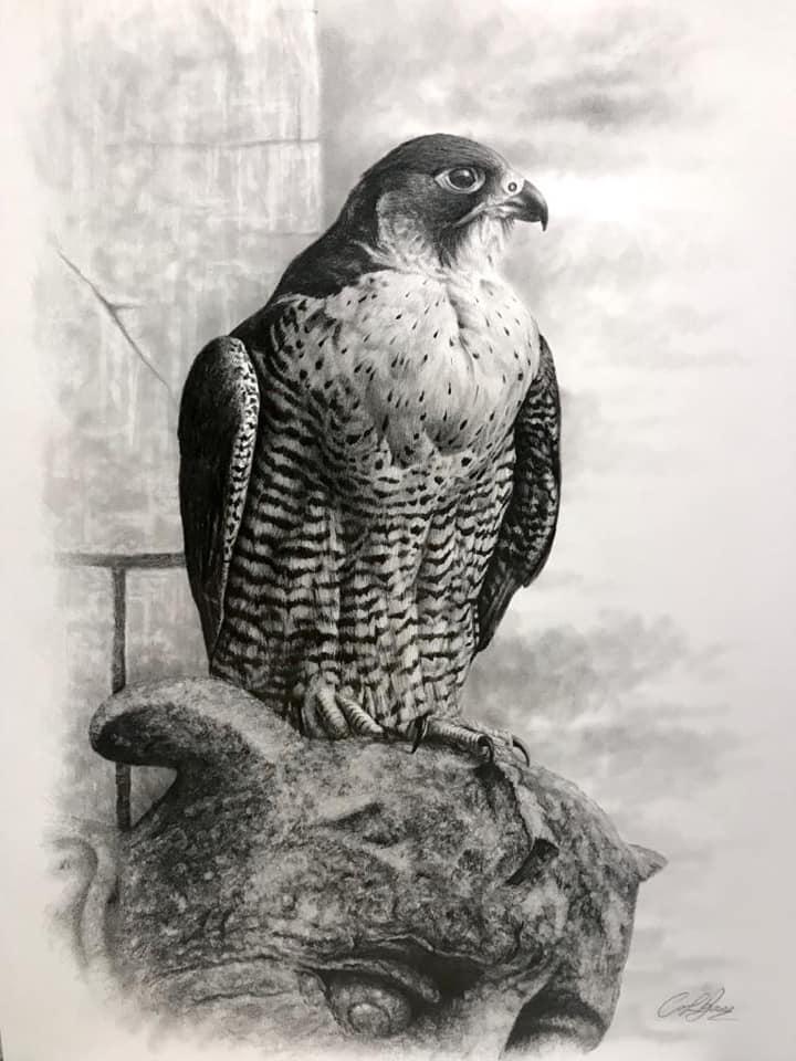 “York Minster Peregrine “ by British artist Carl Bass - Graphite on Cartridge paper 1