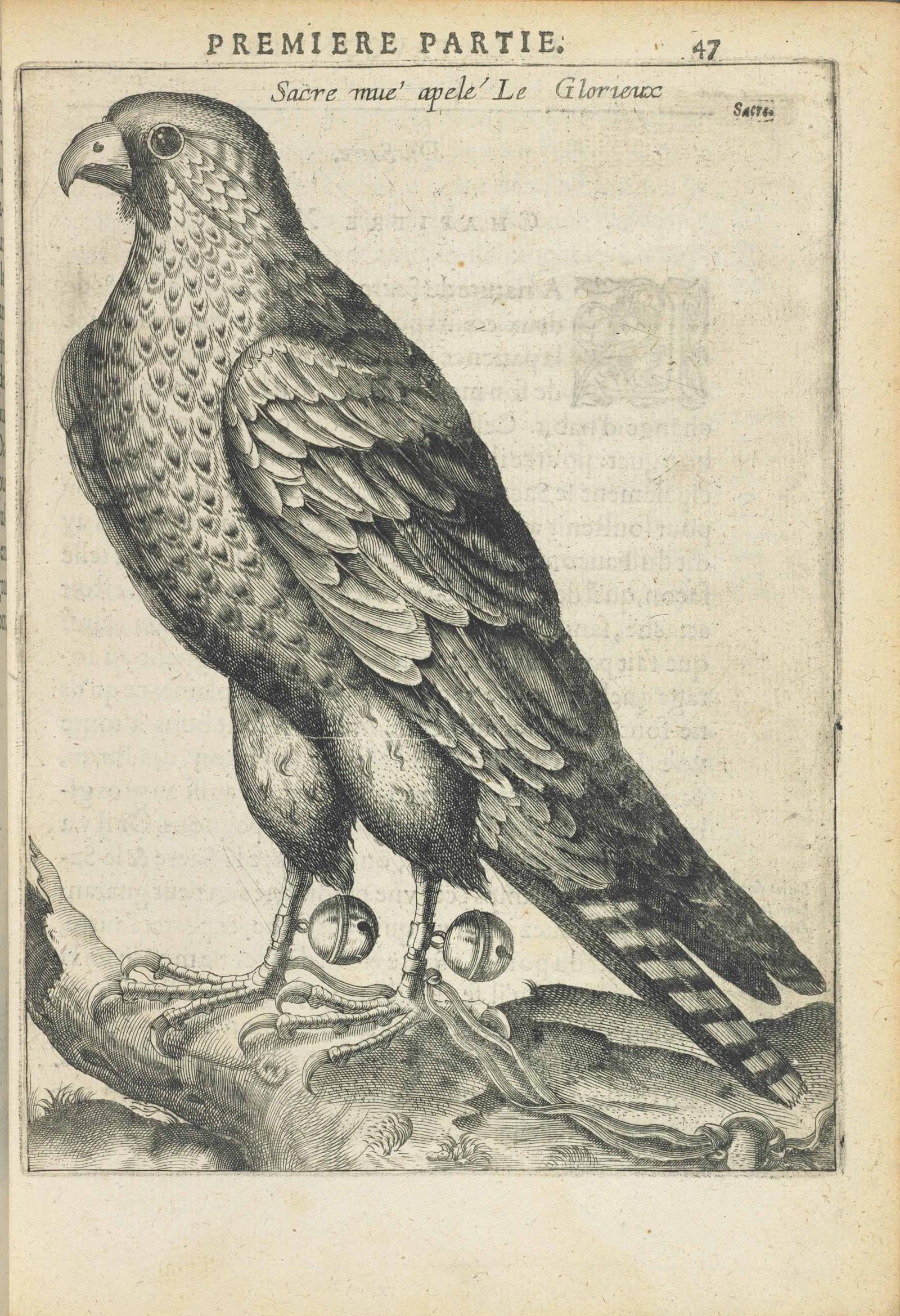 Portrait from the book by Charles d'Arcussia's Falconry