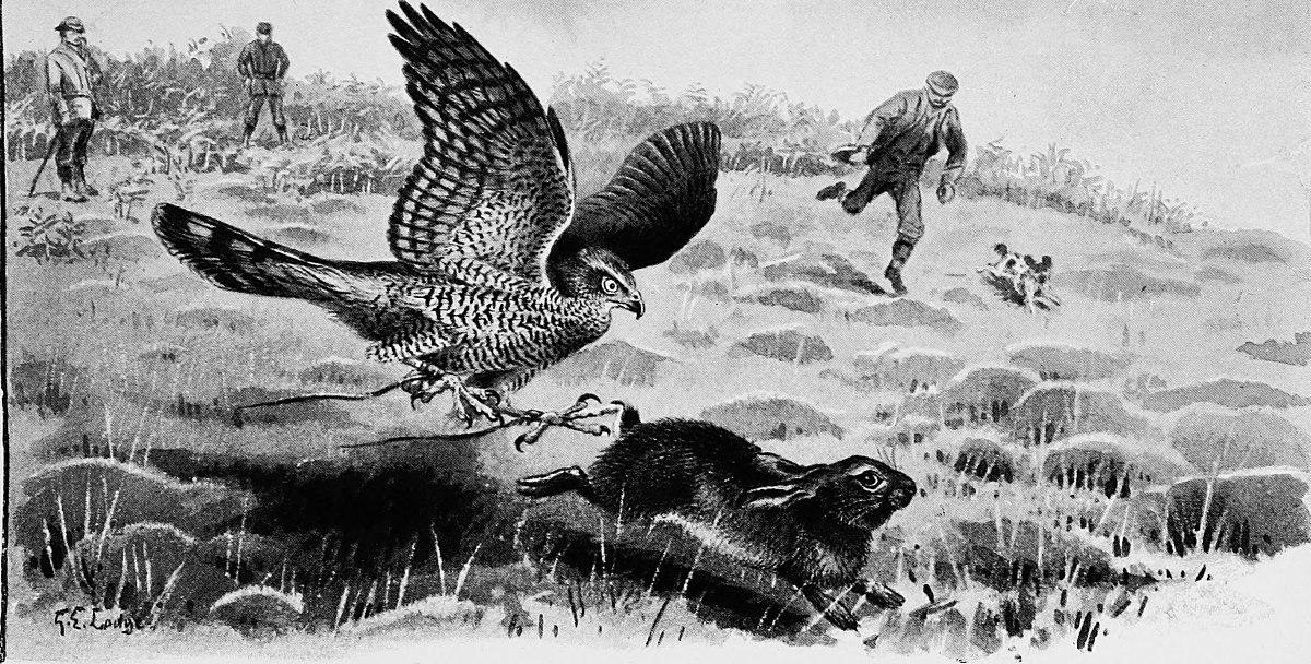 A year of sport and natural history, shooting... falconry and fishing (1895) by Crawfurd Oswald (183